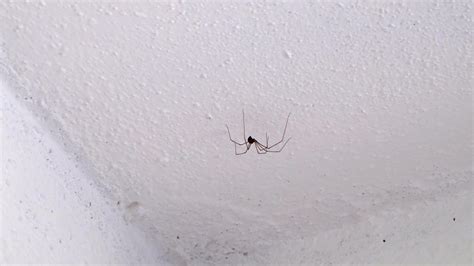 玄關流水盆 天花板有蜘蛛